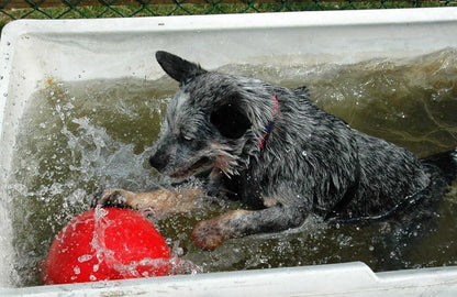 PowerBall - Pelota Indestructible para Perros