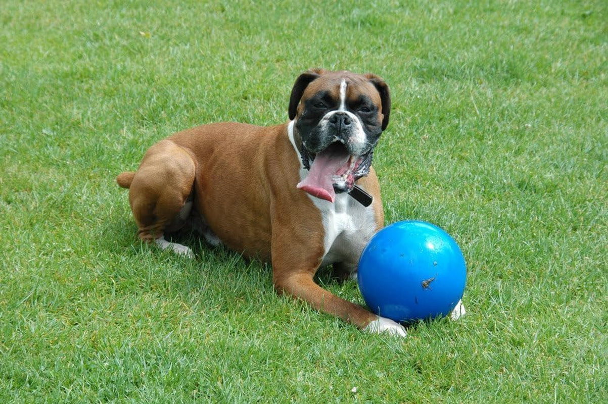 PowerBall - Pelota Indestructible para Perros