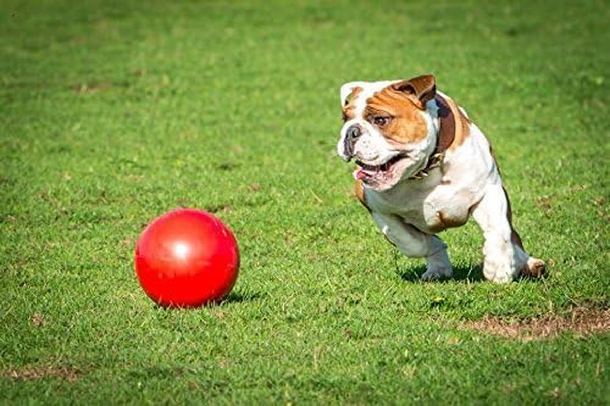 PowerBall - Pelota Indestructible para Perros