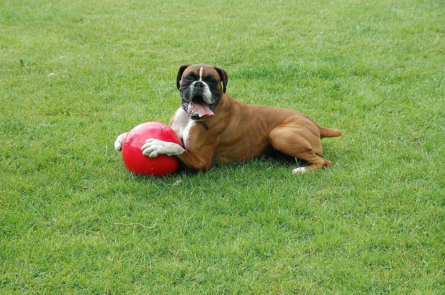 PowerBall - Pelota Indestructible para Perros